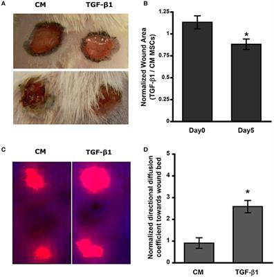 TGF-β1 Pretreatment Improves the Function of Mesenchymal Stem Cells in the Wound Bed